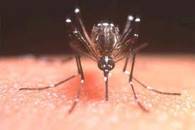 Aedes Aegypti transmisor del dengue